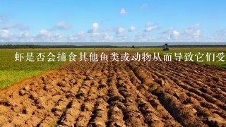 虾是否会捕食其他鱼类或动物从而导致它们受到伤害或死亡