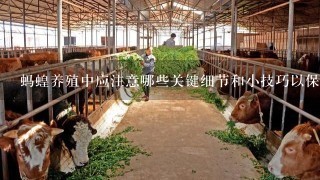 蚂蝗养殖中应注意哪些关键细节和小技巧以保证养殖效果好