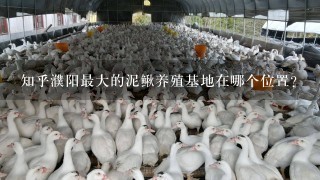 知乎濮阳最大的泥鳅养殖基地在哪个位置