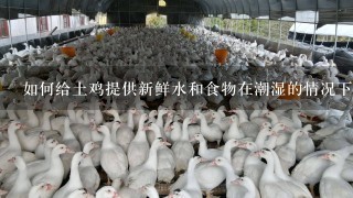 如何给土鸡提供新鲜水和食物在潮湿的情况下保持食物的新鲜度