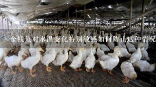 金钱龟对水温变化特别敏感如何防止这种情况发生