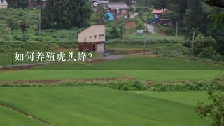 如何养殖虎头蜂