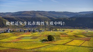 枇杷适宜生长在酸性土质中吗