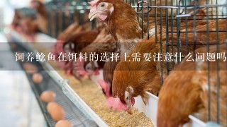 饲养鲶鱼在饵料的选择上需要注意什么问题吗