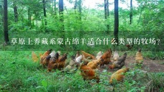 草原上养藏系蒙古绵羊适合什么类型的牧场