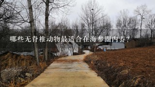 哪些无脊椎动物最适合在海参圈内养