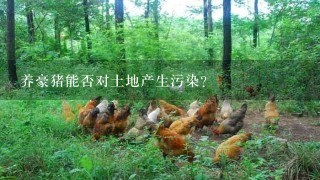 养豪猪能否对土地产生污染