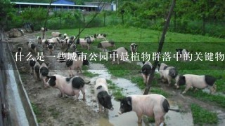 什么是一些城市公园中最植物群落中的关键物种