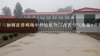 如何在养鸡场中种植植物以改善空气质量