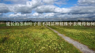 徒长的茎和叶子在不同品种植株中表现得如何