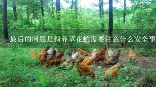 最后的问题是饲养草花蛇需要注意什么安全事项