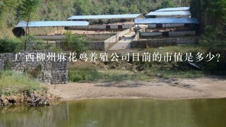 广西柳州麻花鸡养殖公司目前的市值是多少