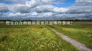 野生百合种植前需要注意哪些事项