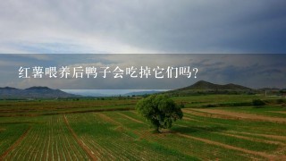 红薯喂养后鸭子会吃掉它们吗