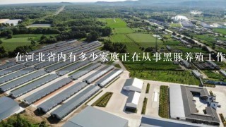 在河北省内有多少家庭正在从事黑豚养殖工作呢