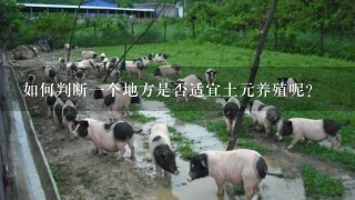 如何判断一个地方是否适宜土元养殖呢