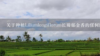 关于种植Liliumlongiflorum长瓣郁金香的任何问题都可以问我吗