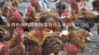 蛋鸡和肉鸡饲养环境有什么不同吗