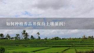 如何种植养品并保持土壤湿润