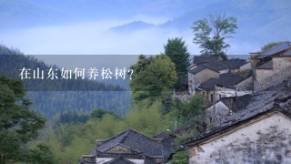 在山东如何养松树