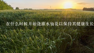 在什么时候开始浇灌水仙花以保持其健康生长