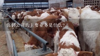 你们公司的主要业务是什么