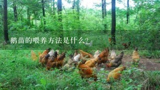 鹅苗的喂养方法是什么