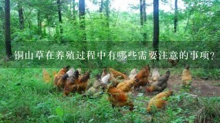 铜山草在养殖过程中有哪些需要注意的事项