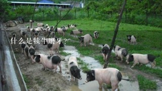 什么是犊牛磨牙