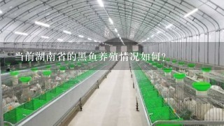 当前湖南省的黑鱼养殖情况如何