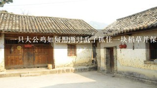 一只大公鸡如何用两只爪子抓住一块稻草并保持平衡