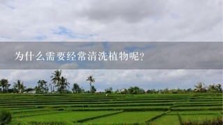 为什么需要经常清洗植物呢