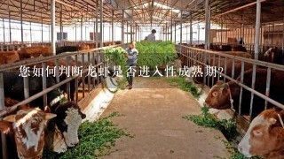 您如何判断龙虾是否进入性成熟期