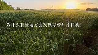 为什么有些地方会发现绿萝叶片枯萎