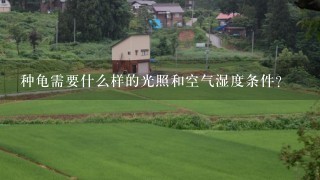 种龟需要什么样的光照和空气湿度条件