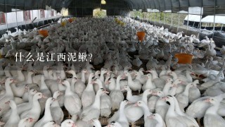 什么是江西泥鳅