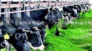 在广东省内深圳是唯一一个可以养鳗的地方吗