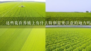 这些花在养殖上有什么特别需要注意的地方吗