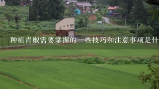 种植青椒需要掌握的一些技巧和注意事项是什么