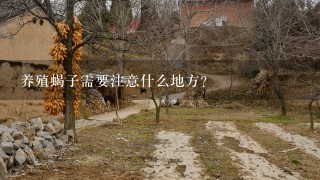 养殖蝎子需要注意什么地方