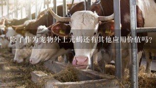 除了作为宠物外土元蝎还有其他应用价值吗