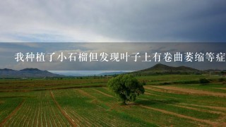 我种植了小石榴但发现叶子上有卷曲萎缩等症状应该怎么做