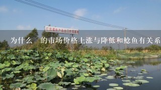 为什么鱯的市场价格上涨与降低和鲶鱼有关系