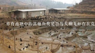 养育池塘中的其他鱼类是否与大棚龙虾存在竞争关系并导致生长受阻呢