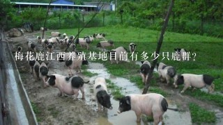 梅花鹿江西养殖基地目前有多少只鹿群