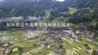 如何使这些禽类更快地成长起来