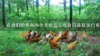 在我们的养鱼场中龙虾怎么吃食以获取蛋白质和其它营养素