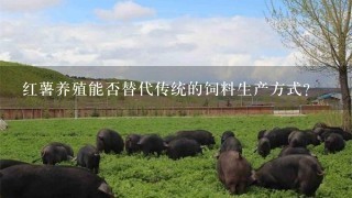 红薯养殖能否替代传统的饲料生产方式