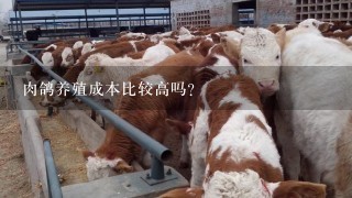 肉鸽养殖成本比较高吗