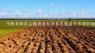 当然有啦在云南省还有许多其他适合养猪的地方例如在德宏傣族景颇族自治州芒市怒江傈僳族自治州泸沽湖景区以及昭通鲁甸县等地都存在养猪的良好条件您想要了解这些地区具体有哪些养殖场吗